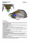 Preview: Poster - Anatomy of Ants - Lasius niger - 50x70